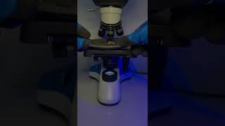 Expired oreo under microscope 🔬  oreo oreobiscuitrecipe youtube facts microscope usefull [upl. by Ahsahs]