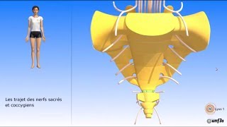 Vidéo sonorisée Le sacrum et les nerfs rachidiens [upl. by Kappenne]