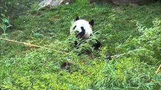 Le panda géant Yuan Zi au zoo de Beauval [upl. by Mack]