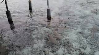 Black tip sharks feed in Fakarava South Pass [upl. by Rehtnug695]