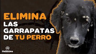 7 REMEDIOS CASEROS PARA ELIMINAR LAS GARRAPATAS DE TU PERRO [upl. by Adaurd]