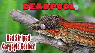 The REDDEST Gargoyle Gecko you have ever seen DeadPool [upl. by Dylane]