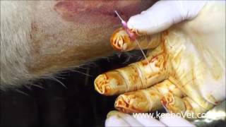 Large Abscess In Farm Cows Watch How Veterinarian Helps Animals By Draining It [upl. by Aneen977]