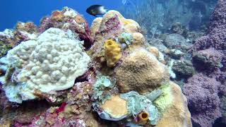 9 Colorful Corals Gibsons Bight Roatan Honduras [upl. by Caswell615]