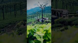 Beautiful water estate  Valparai valparaitourism travel nature tamilsong waterfall valparai [upl. by Cordalia722]