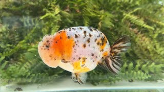 14963 calico ranchu [upl. by Kronfeld]