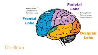 Introduction to Neuroscience [upl. by Eneg]