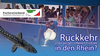 Rückkehr einer ausgestorbenen Fischart in den Rhein [upl. by Lindblad228]