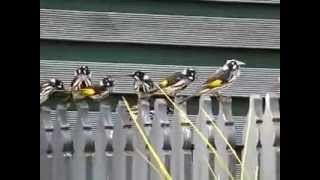 New Holland Honeyeaters at play [upl. by Goltz718]