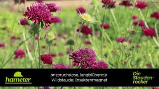 Knautia macedonica  Witwenblume [upl. by Ylluz]