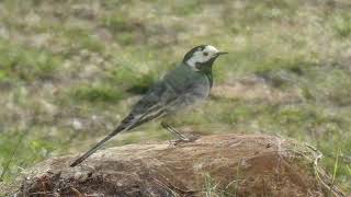 The White Wagtail Motacilla alba Linerle Majavatnet Grane Nordland Norway 2023 [upl. by Ordnajela]