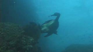 Brandts Cormorant diving for fish [upl. by Audre]