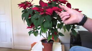 Poinsettia Care After Flowering [upl. by Nirek959]