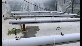 topraksız tarım domates serası 4gün perlit  hydroponics [upl. by Arayk69]