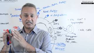 Immunology Lecture 18 Tumor Immunity [upl. by Parik]