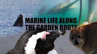 Experience Marine Life along the Garden Route [upl. by Repip634]