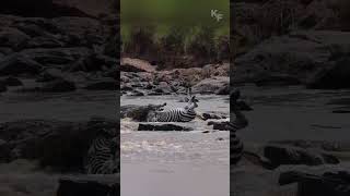 Can This Zebra ESCAPE Deadly River Crossing [upl. by Stoat]