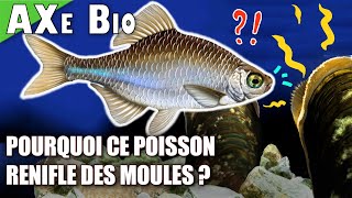 🔬 Bouvière parasitisme et MOULES FARCIES   AXe Bio 08 [upl. by Lagiba]