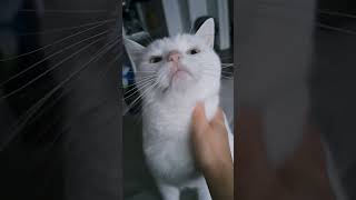 Handsome white cat sniffs finger then gets pettings [upl. by Anivek585]