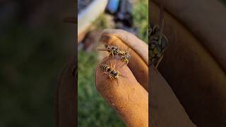 AGGRESSIVE Yellow Jacket UNDERGROUND Nest Removal fyp viralvideo hornetking yellowjacket [upl. by Linc5]