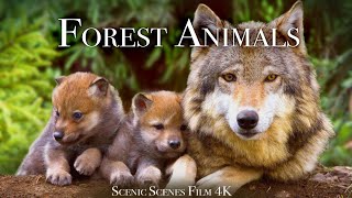 Forest Animals 4k  Amazing World of Forest Wildlife  Scenic Relaxation Film [upl. by Eniaj]