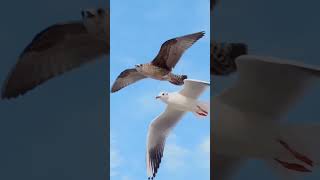 Migratory Bird  Bar tailed Godwit [upl. by Ramonda637]