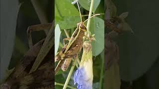 Locust locusts insects insect insectworld insectlovers insectlover natureinsects locust yt [upl. by Lyrehs69]