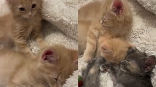 Gigantic Botfly Maggot Removed From Kittens Neck Part 1 [upl. by Aihsek]