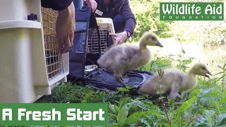 Canada goose family gets lost [upl. by Aleras387]