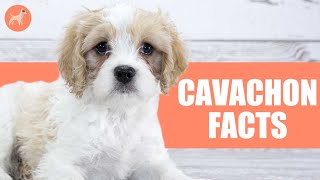 Cavachon 10 Facts You Didnt Know About This Dog Breed [upl. by Dehsar872]