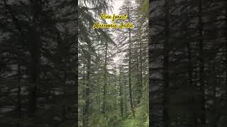 Pine forest pineforest pinewood mussoorie mussoorietravel shortsvideo shorts [upl. by Ecyar553]