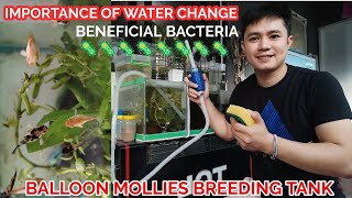 MAHALAGA ANG BENEFICIAL BACTERIA SA AQUARIUM FISH TANK  Update sa Balloon mollies breeding [upl. by Ivette]