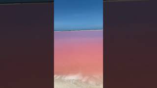 Las COLORADAS YUCATÁN 🦩🏖️ [upl. by Akinahs]