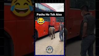 Try not to laugh 🤣🤣🤣 pashu cow pets china tour cattle animals viralvideo trending shorts [upl. by Lorenza]