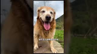 Dogs story pt 13😱shorts trending dog [upl. by Nibaj959]