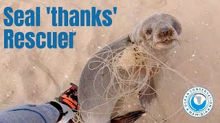 Baby seal THANKS his rescuers [upl. by Veriee353]