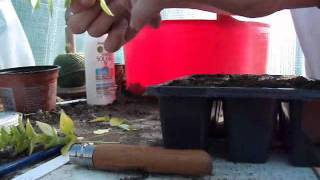 Propagating Golden Marjoram from cuttings [upl. by Corrie]