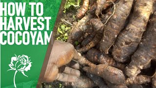 Harvesting Cocoyam and Preparing Cocoyam with Kontomire Stew [upl. by Airdnala]