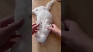 Cute Cats amp Funny Cats 💟💞cats shorts viral pets1 [upl. by Ymarej768]