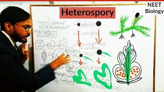 Heterospory  Pteridophyta  NEET Biology By Gyanalay [upl. by Ferne619]