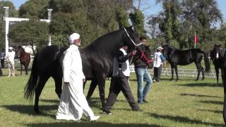 Concours SOREC Meknes 2013 quotLA CATASTROPHEquot Remise des Prix Souha II et TEFAHE [upl. by Der881]