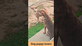 🐕 Puppy barking at dogbarking76kviralshorts [upl. by Vasyuta902]