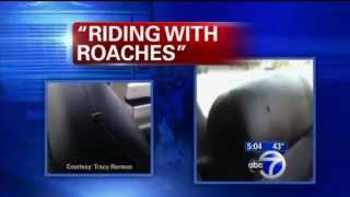 Roaches invade Greyhound bus from Atlantic City to New York City [upl. by Ecnadnak]