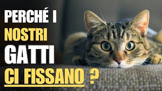 6 motivi per cui i nostri gatti ci fissano  Rimarrete sorpresi [upl. by Novek]