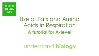 Use of Fats and Amino Acids in Respiration  a quick tutorial for Alevel BIology [upl. by Kantos593]