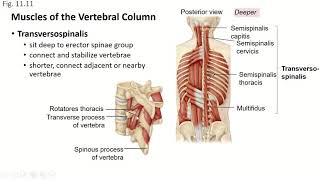 Ch11 Pt23 Axial Muscles Muscles that Extend the Vertebral Column [upl. by Karlyn]