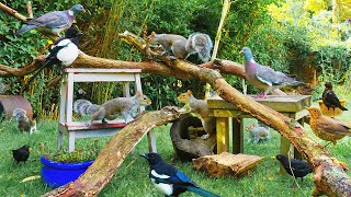 247 Cat TV No Ads 🕊️ Best of Wild Birds amp Squirrels in a Garden 🐿️ Videos for Cats to Watch 4K HDR [upl. by Ikcin]