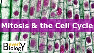 Mitosis amp the Cell Cycle updated [upl. by Roseanna]