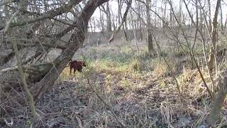 Crosby 22 months the Irish Setter pointing wild pheasant [upl. by Celene]