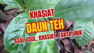 Khasiat dan Manfaat Daun Teh Menurut Islam dan Ilmu Pengetahuan [upl. by Howell]